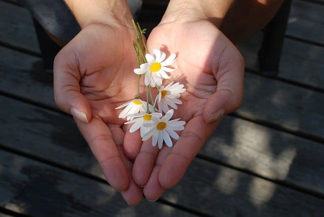 fleurs offertes en cadeau dans des mains ouvertes en forme de coeur